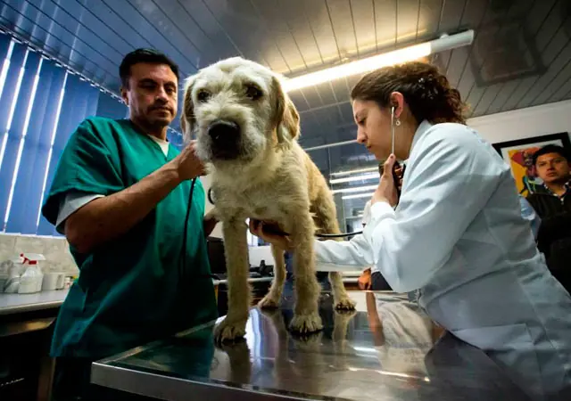 +10 a Perro callejero sigue equipo extremo y recorre 692 km