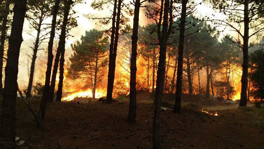 Insisten que el incendio en Pinamar fue intencional