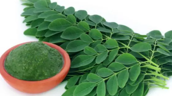 Beneficios del Té de Moringa