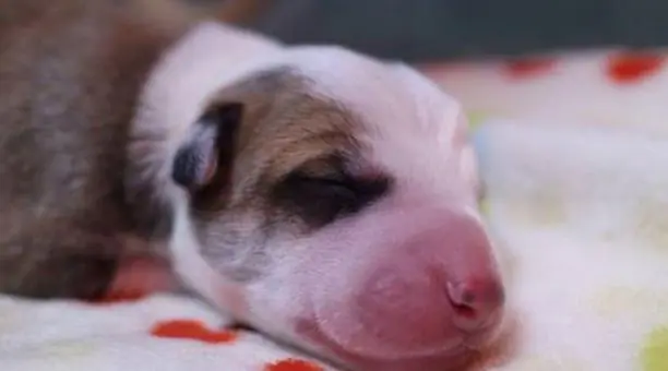 Se clonó por primera vez a un perro en la Argentina