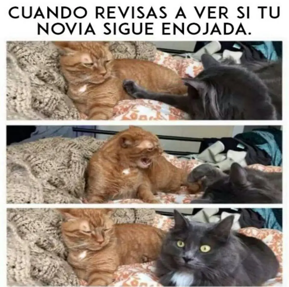 memes