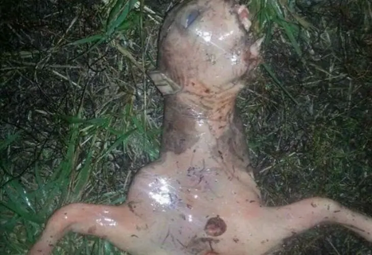 Aparece tremendo Monstruo en California
