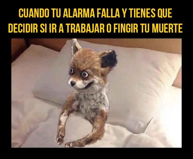 meme