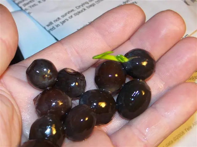 Como Germinar La Flor De Loto