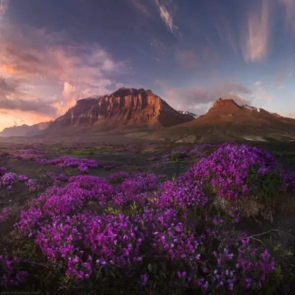 Groenlandia