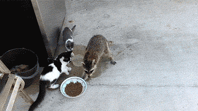 El Gato y el Ladrón
