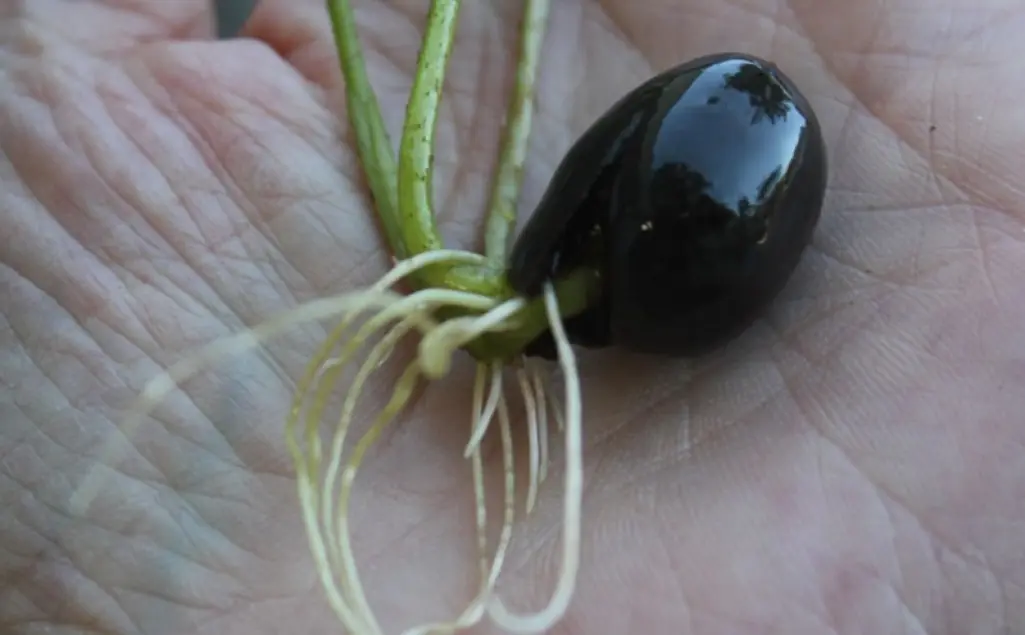 Flor de Loto
