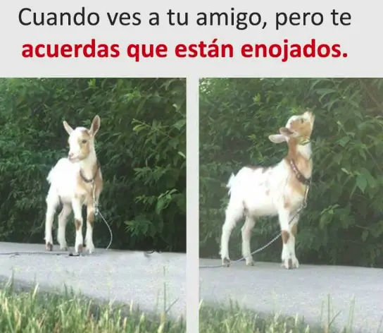 imagenes divertidas