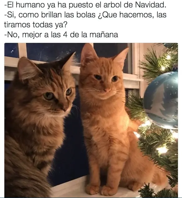 imagenes divertidas