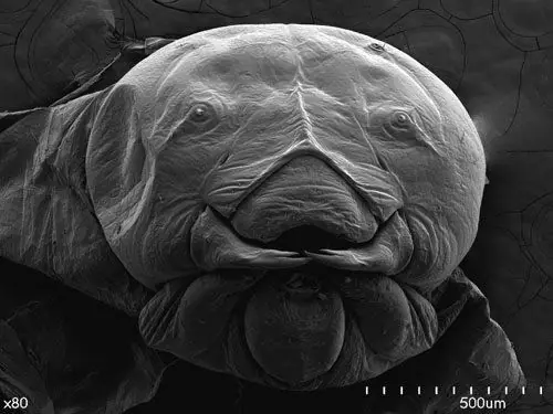 imagenes microscioicas