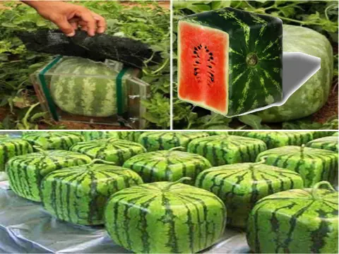 Cómo cultivar una sandía cuadrada Cómo cultivar una sandía cuadrada