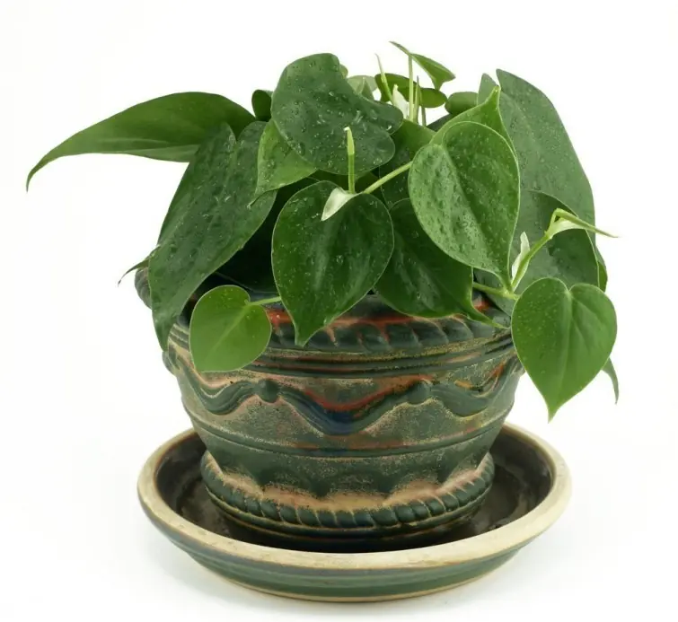 plantas