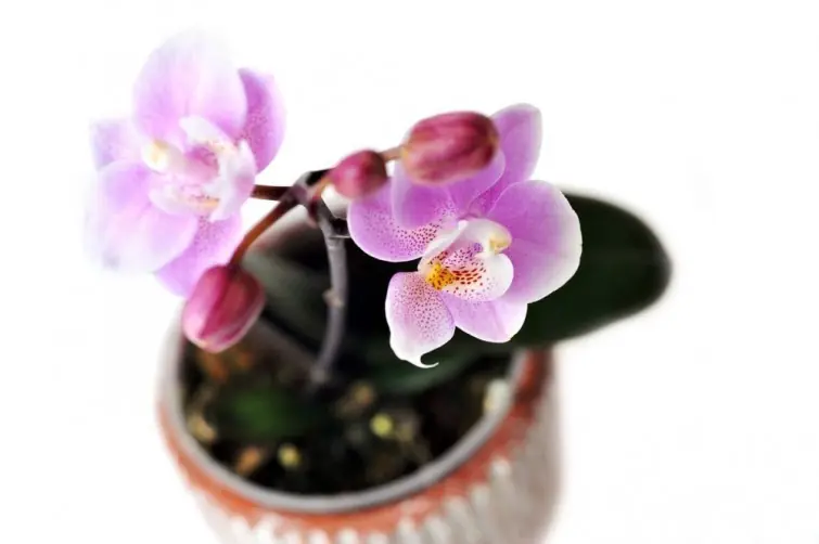 plantas