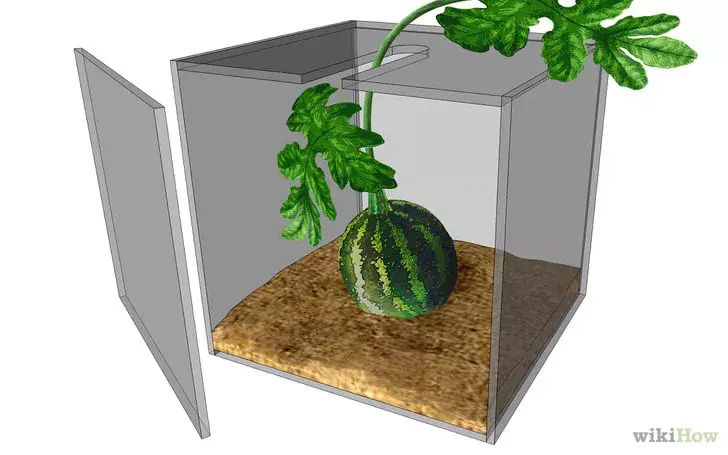 Cómo cultivar una sandía cuadrada Cómo cultivar una sandía cuadrada