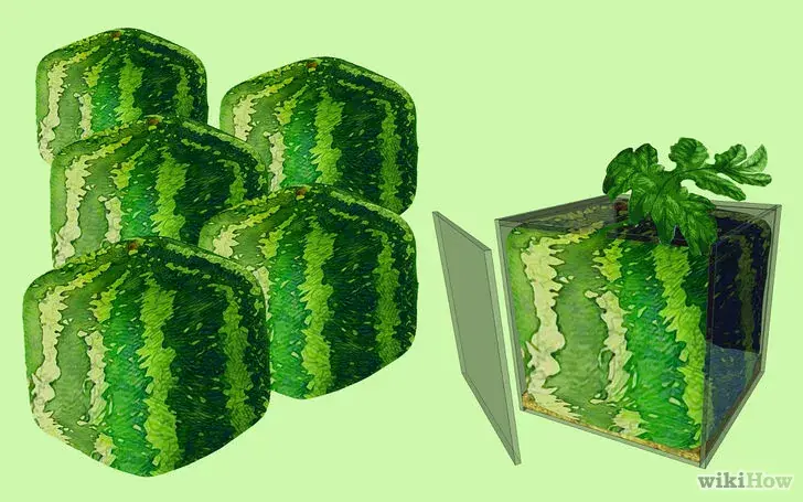 sandia sandia
