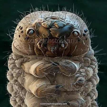 microscopio
