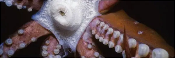 microscopio