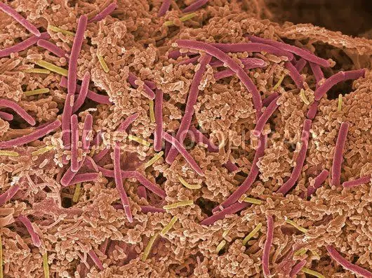 microscopio