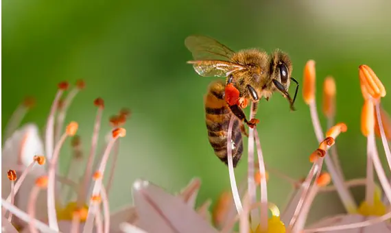 Inventan las primeras abejas robóticas capaces de polinizar