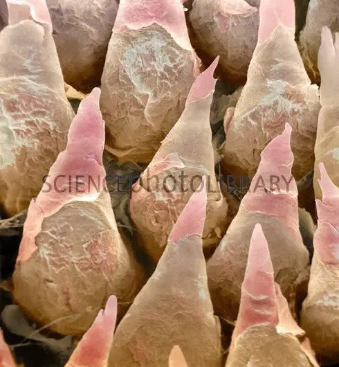 microscopio