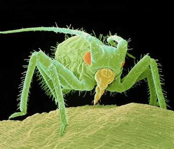 cosas comunes que dan miedo bajo el microscopio
