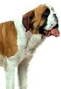 Conoce mas sobre tu perro![Todas las razas]