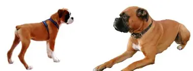Conoce mas sobre tu perro![Todas las razas]