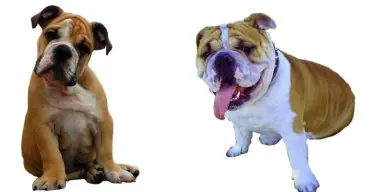 perros