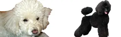 Conoce mas sobre tu perro![Todas las razas]