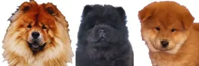Conoce mas sobre tu perro![Todas las razas]