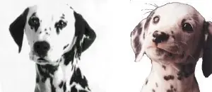 perros