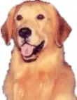 perros