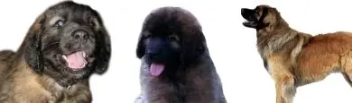 perros