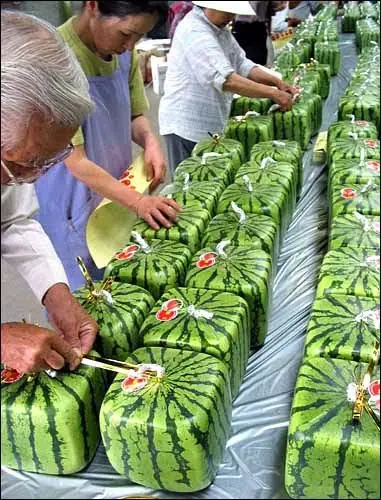 sandia sandia