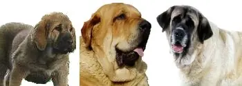 perros