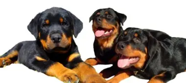 Conoce mas sobre tu perro![Todas las razas]