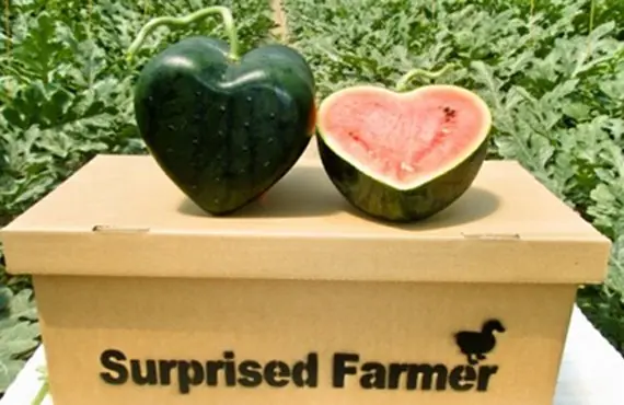 sandia sandia