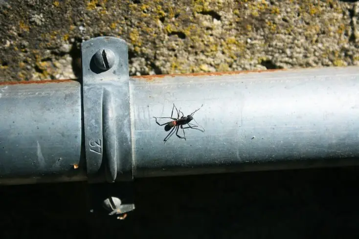 Los 10 FALSOS mitos que siempre nos dijeron, DESMENTIDOS