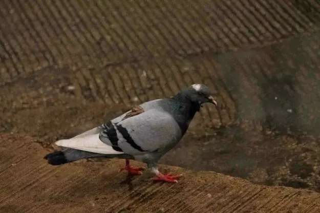 El karma si existe, mira!