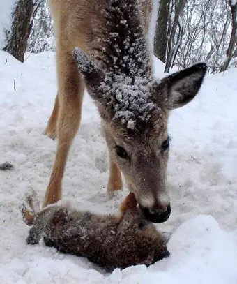 Herbívoros que comen Carne.