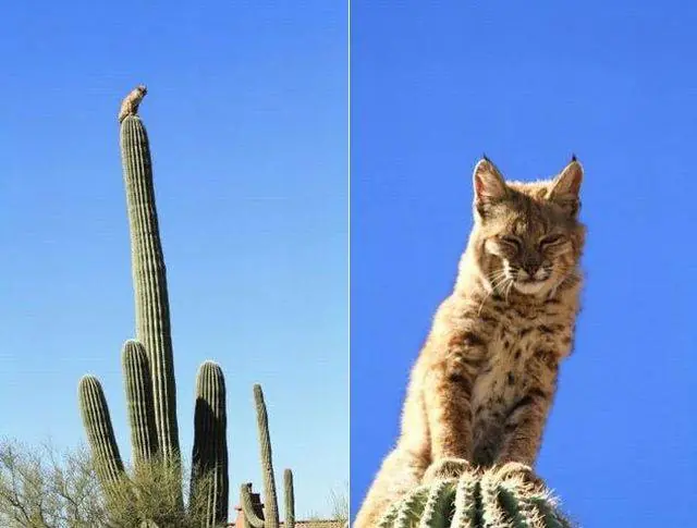 denunciado lince