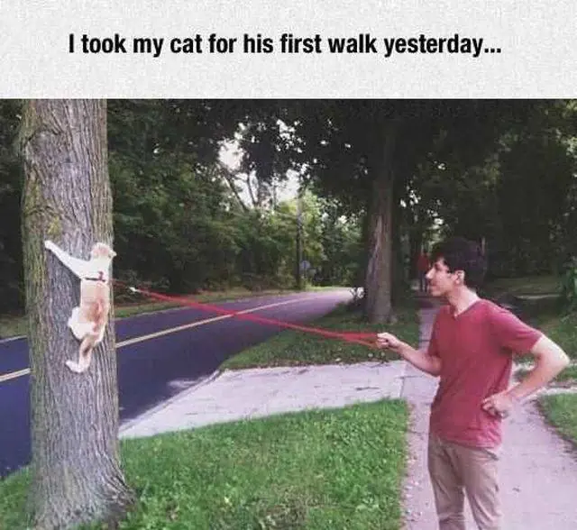 humor