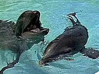 Los híbridos, animales fascinantes