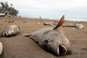 ¿Estamos cerca de una extinción masiva? Las pruebas dicen sí
