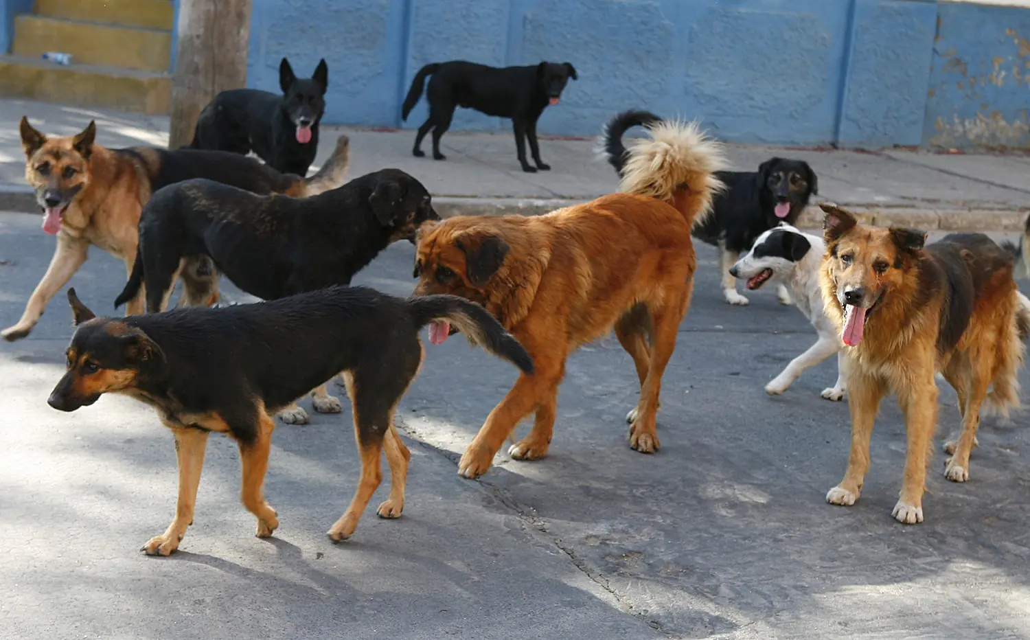 denunciaron que un detenido por abuso tenía sexo con perros