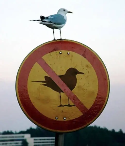 lince cosmico de las praderas