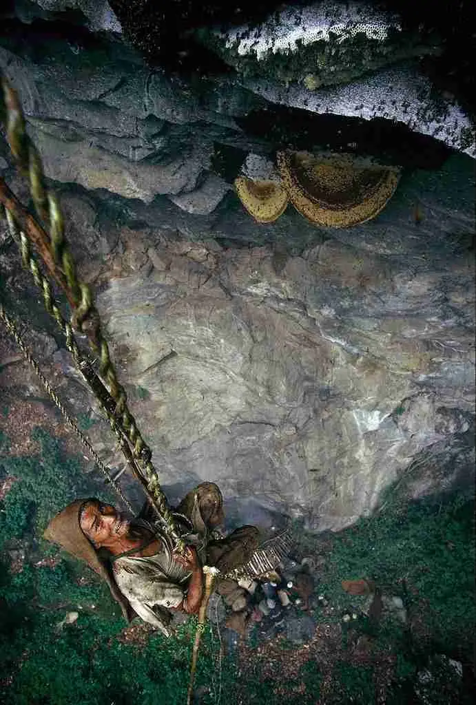 hallucinogen honey hunters hallucinogen honey hunters
