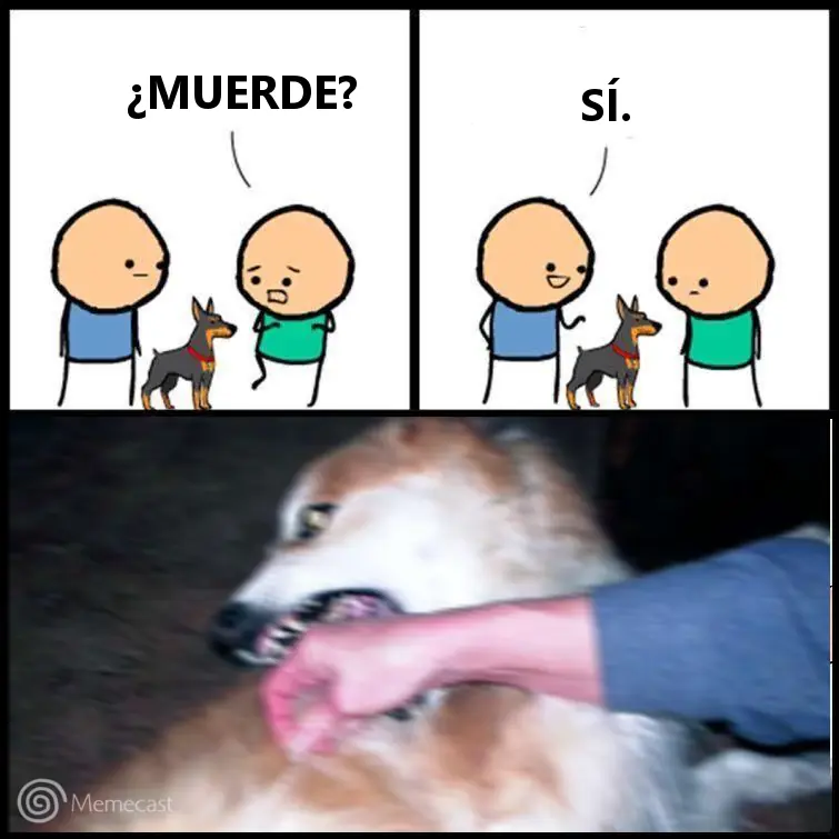 humor memes