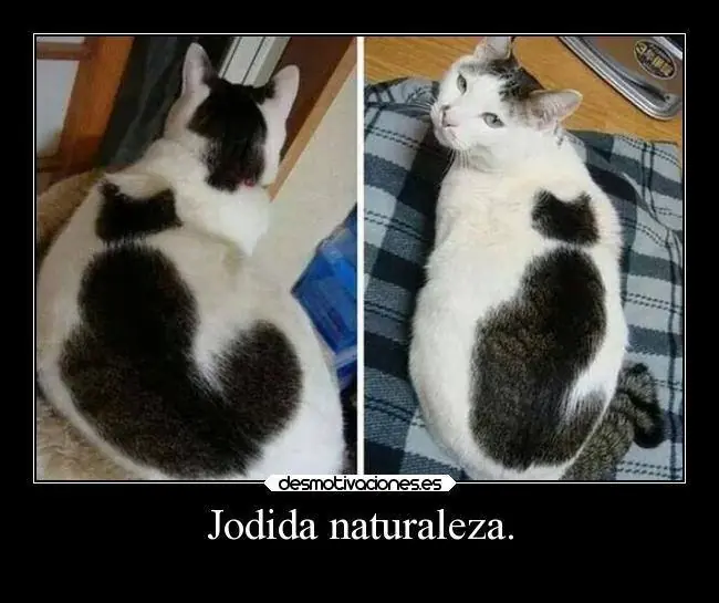 Chistes