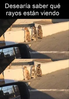 memes